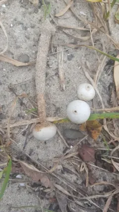 Tulostoma fimbriatum thumbnail 2