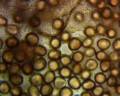 Fuligo cinerea thumbnail 3