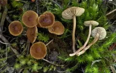Inocybe nematoloma thumbnail 3