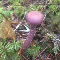 Western Amethyst Laccaria thumbnail 3