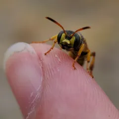 Cerceris sextoides thumbnail 3