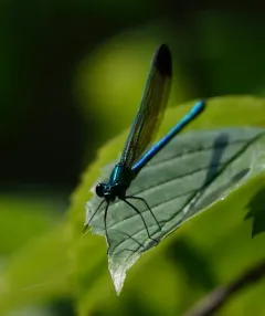 Sparkling Jewelwing thumbnail 4