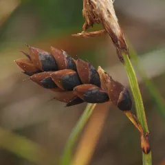 Several-flowered Sedge thumbnail 4