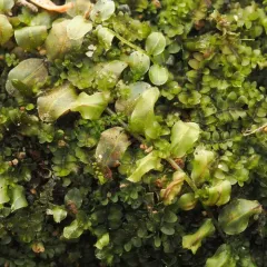 Long-beaked Thyme-moss thumbnail 4
