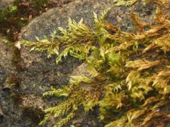 Hygrohypnum bestii thumbnail 4