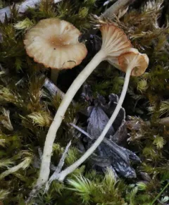 Rickenella mellea thumbnail 4