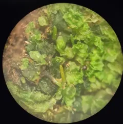 Acid Frillwort thumbnail 4