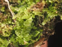 Gillman's Notchwort thumbnail 4