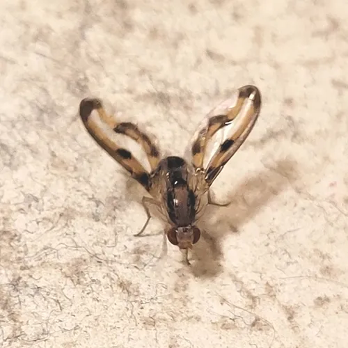 Toxonevra muliebris