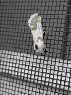 Silver-banded Gem Moth thumbnail 1
