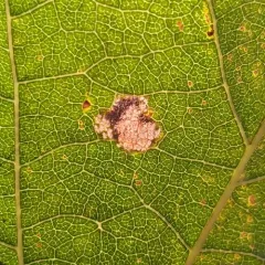 Caloptilia acerifoliella thumbnail 3