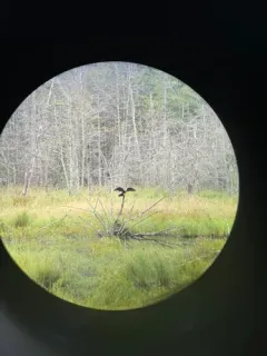 Anhinga thumbnail 4