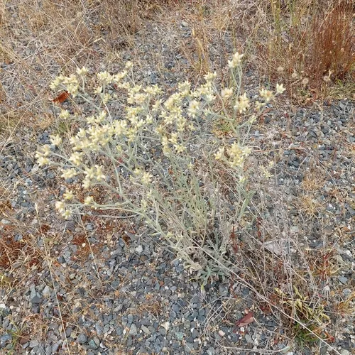 Northwestern rabbit-tobacco