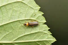 Rhagonycha mollis thumbnail 3
