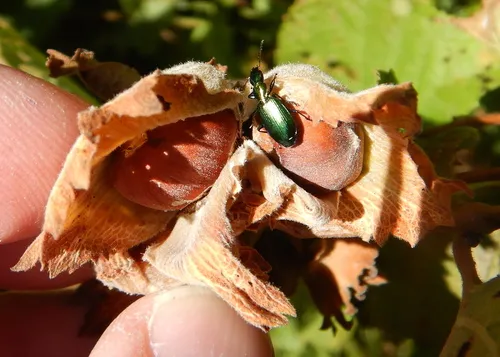 Calleida purpurea