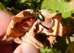 Calleida purpurea thumbnail 1