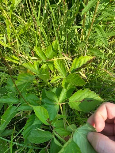 Velvet-leaf Dewberry