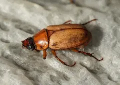 Cyclocephala longula thumbnail 2