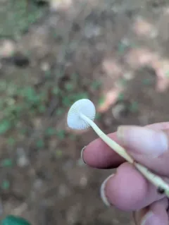 Milky Bonnet thumbnail 3