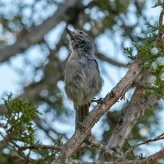 Juniper Titmouse thumbnail 4