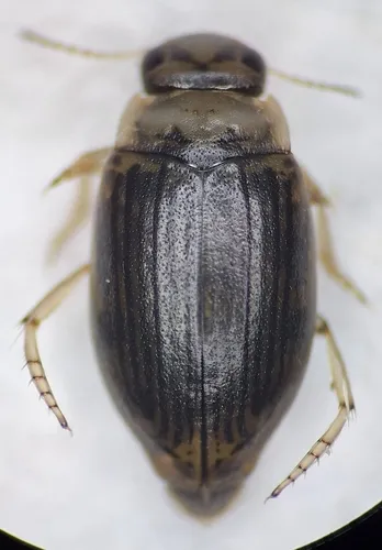 Oreodytes laevis