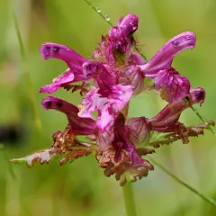 Whorled Lousewort thumbnail 2