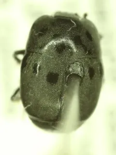 Hypocaccus estriatus thumbnail 4