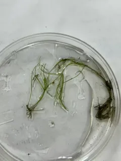 Smooth Stonewort thumbnail 4