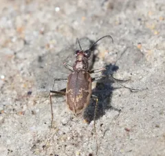Margined Tiger Beetle thumbnail 4