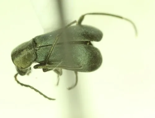 Microlipus moerens