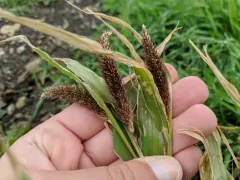 Foxtail Bristle-grass thumbnail 3