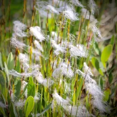 Cotton Deergrass thumbnail 4