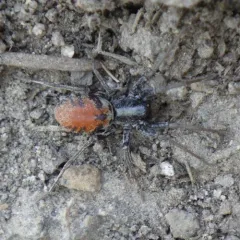 Castianeira walsinghami thumbnail 4