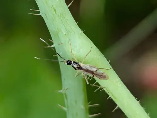Tupiocoris similis
