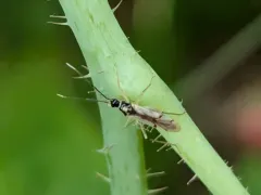 Tupiocoris similis thumbnail 1