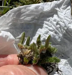 Rocky Mountain Spikemoss thumbnail 4