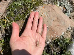 Scribner's Wheatgrass thumbnail 2