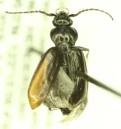 Loricera decempunctata thumbnail 2