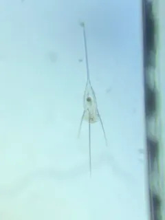 Kellicottia longispina thumbnail 2
