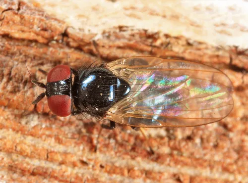 Lonchaea winnemanae