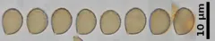Aureonarius neocallisteus thumbnail 4