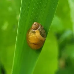 Oval Ambersnail thumbnail 4