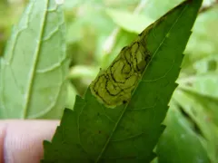 Dibolia chelones thumbnail 4