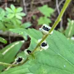 Smallflower Miterwort thumbnail 2