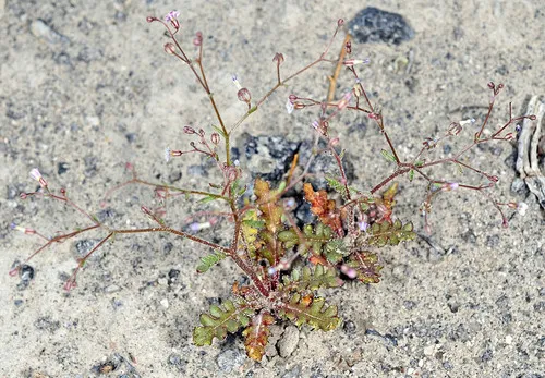 dainty aliciella