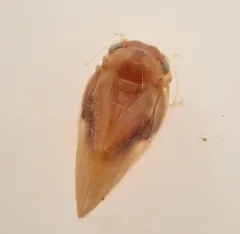 Pacific Madrone Psyllid thumbnail 2