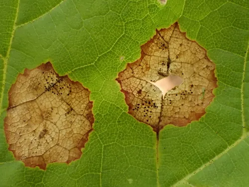 Phyllosticta minutella