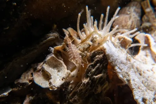 Neopleustes columbianus