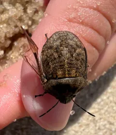 shield-backed pine seed bug thumbnail 4