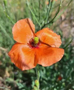 Long-headed poppy thumbnail 4